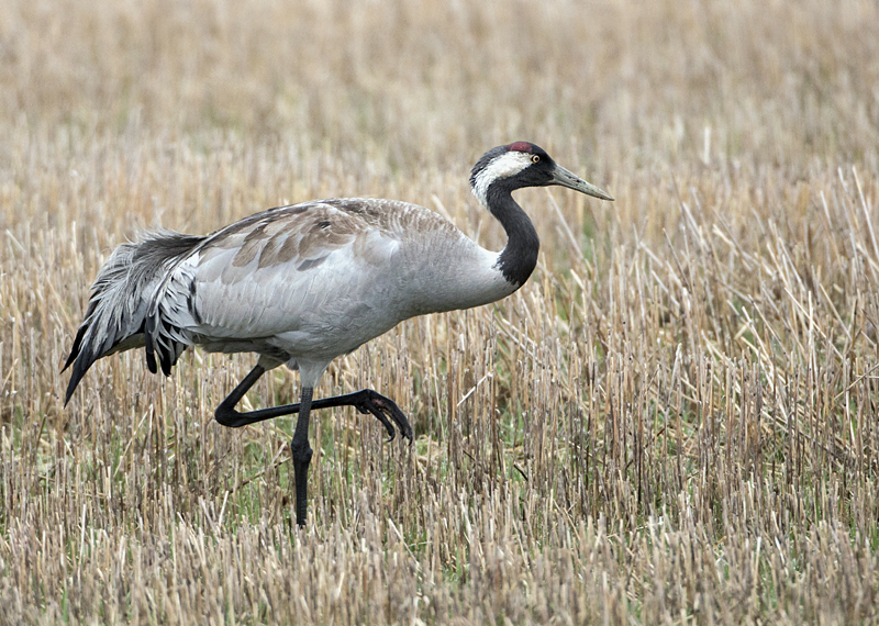 0139 kraanvogel.jpg